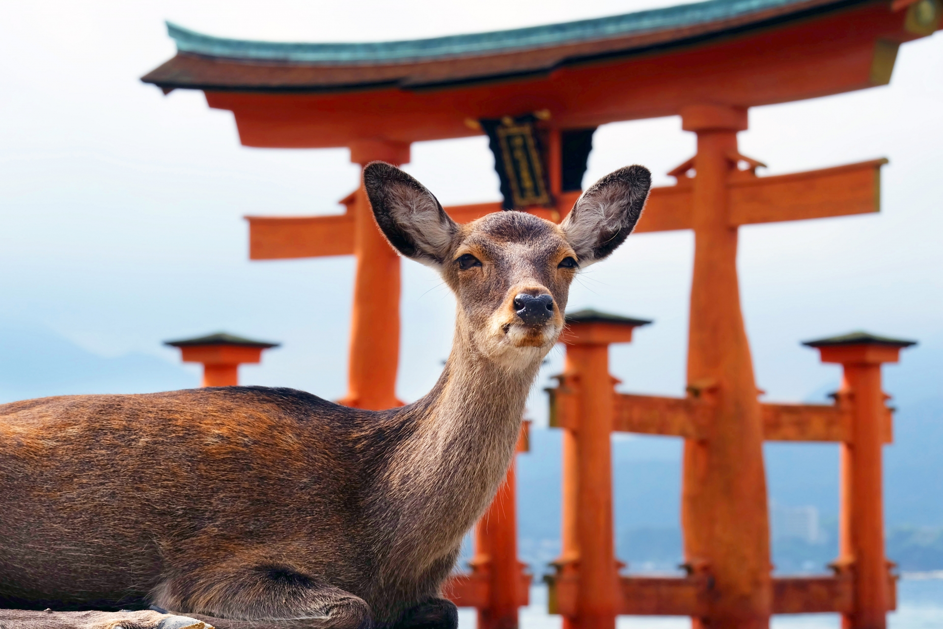 宮島ツアー