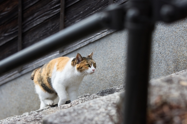 自然ひとり占めツアー